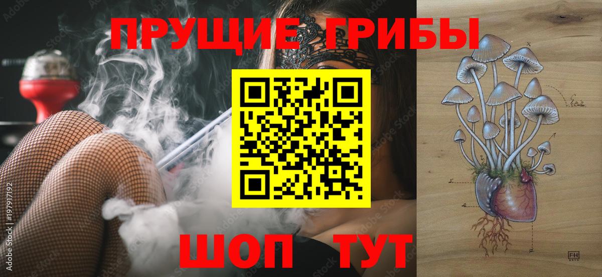 Псилоцибиновые грибы Psilocybe  Вход с VPN  Осинники  Псилоцибиновые грибы прущие грибы 